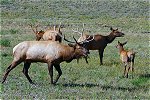 Family of Elk