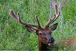 Velvet-antlered Elk