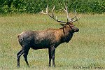 Muddy Bull Elk