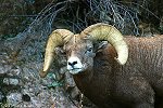 Curious Bighorn Ram