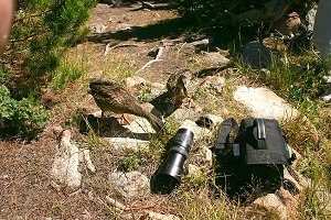 Ducks investigating camera equipment