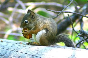 Pine Squirrel on log