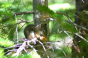 Pine Squirrel eating oinyon nots in tree