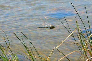 Dragonfly over lake