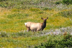 Cow Elk in High Country