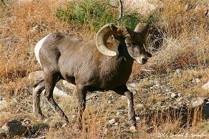 Bighorn Ram in pursuit of female