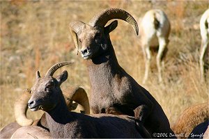 Young Bighorn Ram mateing with female