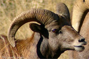 Younger Bighorn Ram