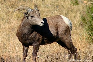 Bighorn Ram watches herd