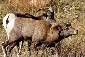 Bighorn Rams picking up the scent of a female