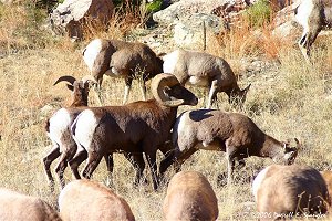 Bighorn Rams and herd of females