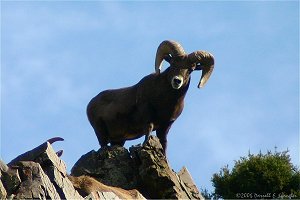 Bighorn Ram poses for people below taking pictures