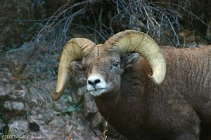 Bighorn Ram watching me closely making sure I keep my distance from the herd