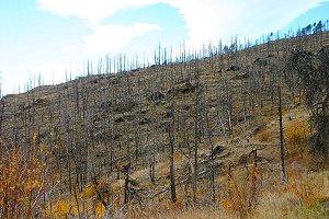 Burn area of 2000 Bobcat Gulch Wildfire