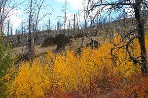 Young Aspens growing in burn area