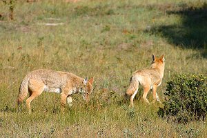 Pair of Coyotes along Cub Lake Road