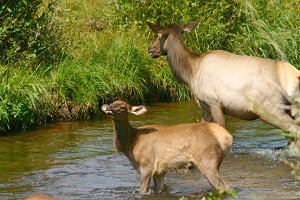 Elk cow and calf crossing Big Thompson River
