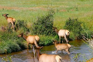 Elk Harem crossing river