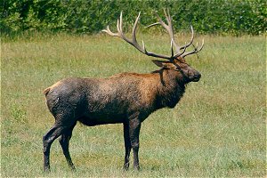 Harem Keeper - Large Bull Elk