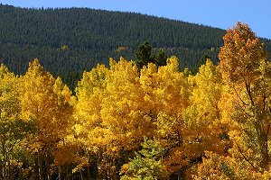 Stand of Aspens in Endo Valley