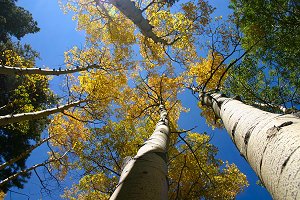 Looking up through the Aspens in Endo Valley