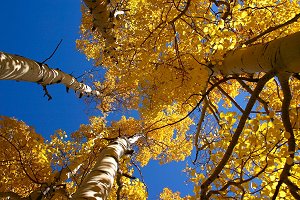 Looking up through the Aspens