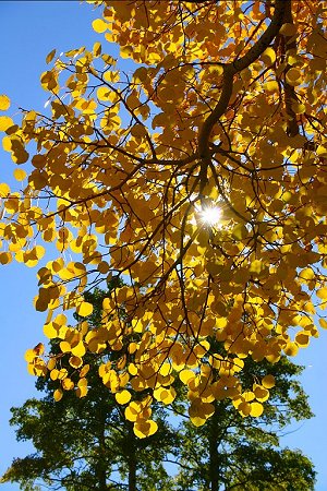 Aspen branch blocking sun