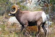 Bighorn Sheep - Rocky Mountain National Park