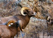 Bighorn Ram - Rocky Mountain National Park