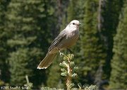 Grey Jay - Rocky Mountain National Park