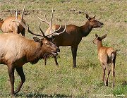 Elk rut - Rocky Mountain National Park